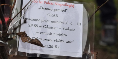 "Drzewko pamięci" na 100 - lecie Niepodległej Polski